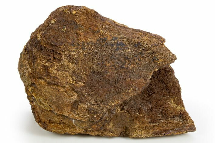 Fossil Dinosaur Bone Section - Wyoming #330901